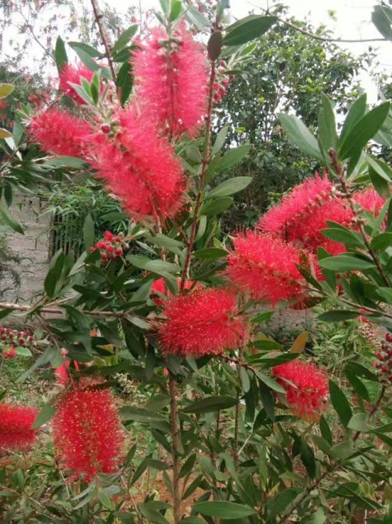 美花红千层/多花红千层，各种规格货源充足，价格优惠！