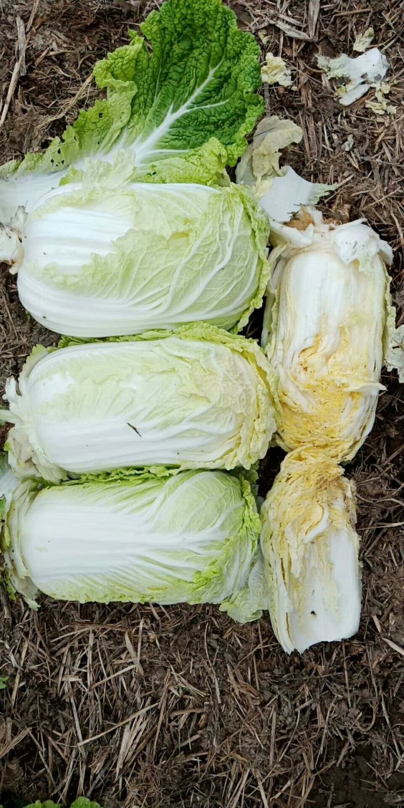 黄心娃娃菜已上市，价格实惠，诚信交易，欢迎老板来采购