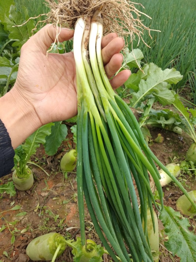 香葱小葱产地直供，优质香葱，阜南香葱大量供应