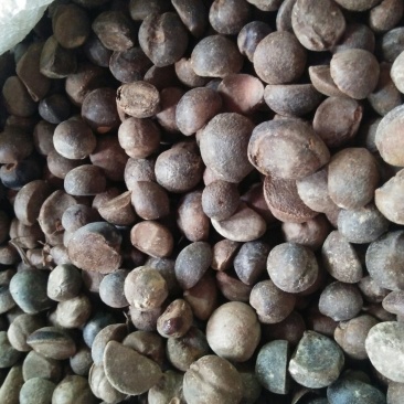 油茶籽