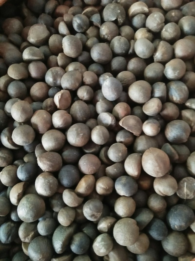 油茶籽