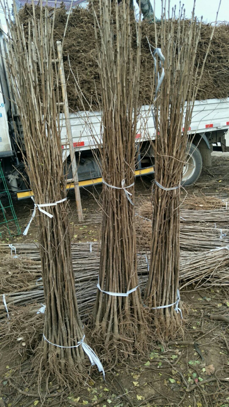 银杏树苗白果树苗苗圃直供