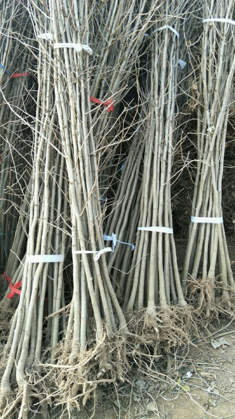 银杏树苗白果树苗苗圃直供