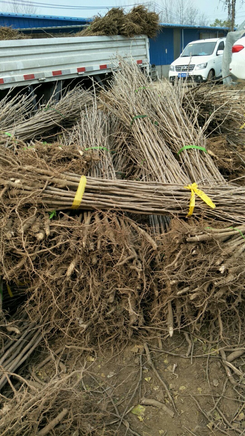 银杏树苗白果树苗苗圃直供