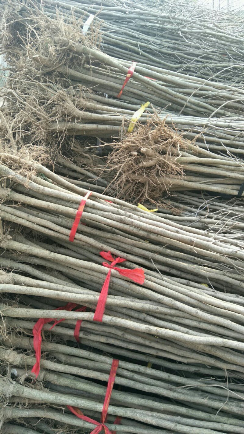 银杏树苗白果树苗苗圃直供