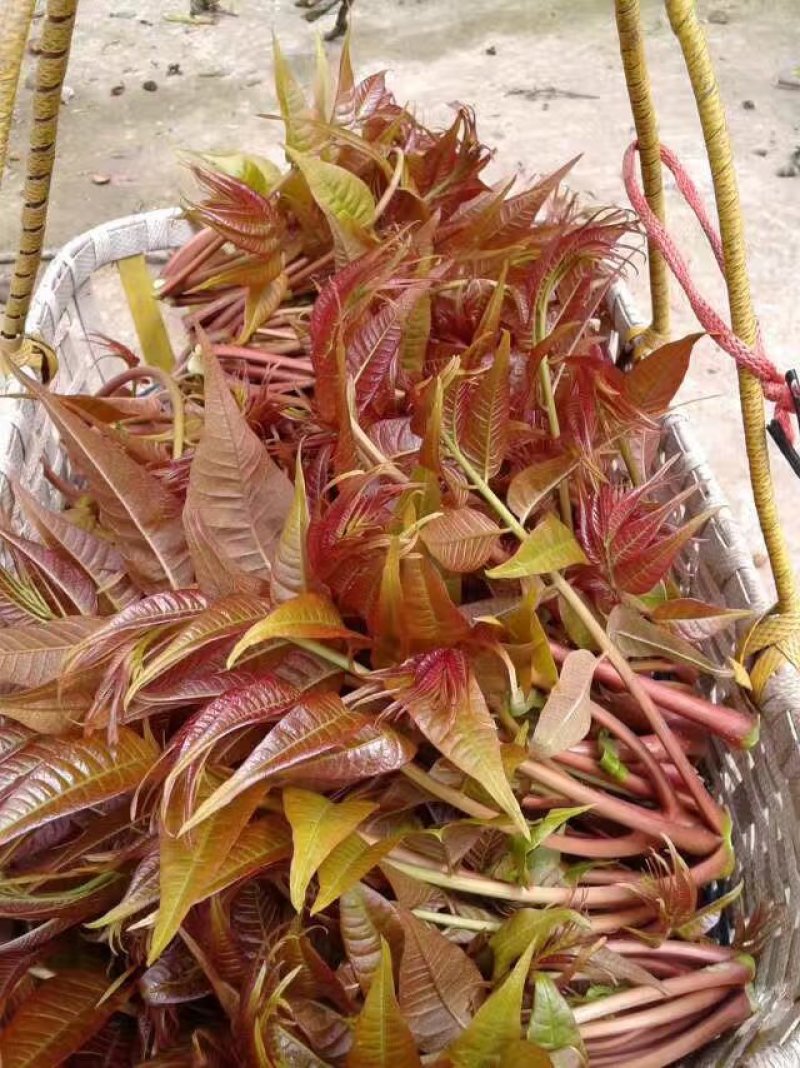 香椿苗红油香椿苗免费提供技术指导品质纯易管理产量高