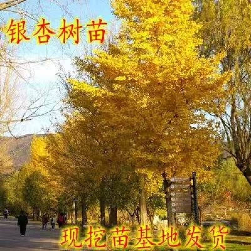 银杏树苗品种规格齐全地栽盆栽占地用绿化苗