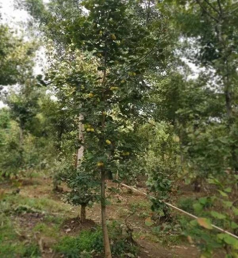 银杏树苗品种规格齐全地栽盆栽占地用绿化苗