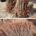 银杏树苗品种规格齐全地栽盆栽占地用绿化苗