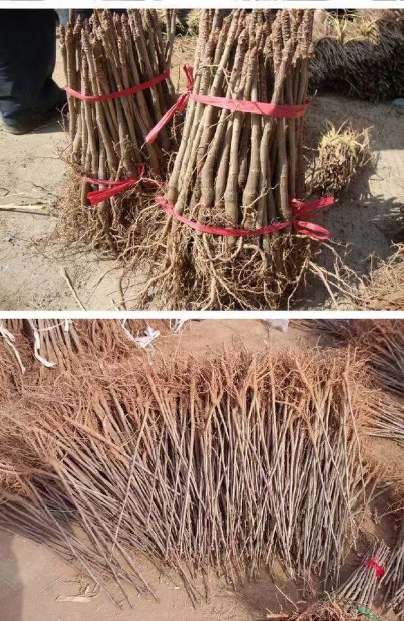 银杏树苗品种规格齐全地栽盆栽占地用绿化苗
