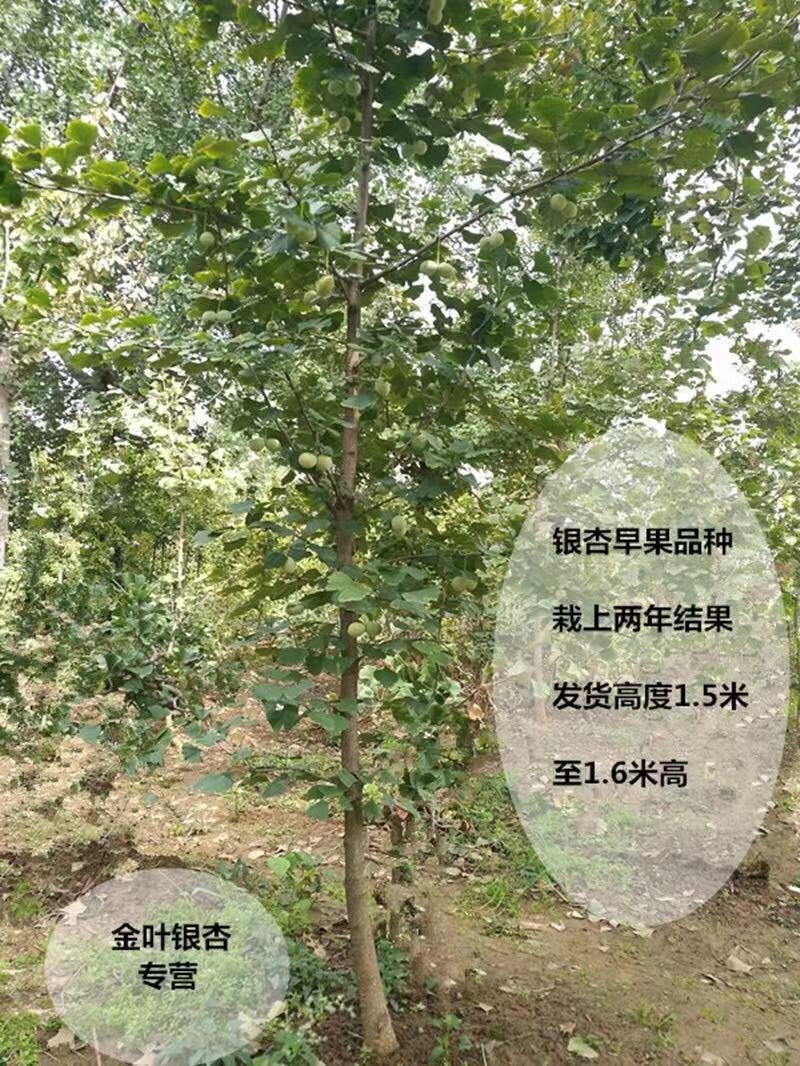 银杏树苗品种规格齐全地栽盆栽占地用绿化苗