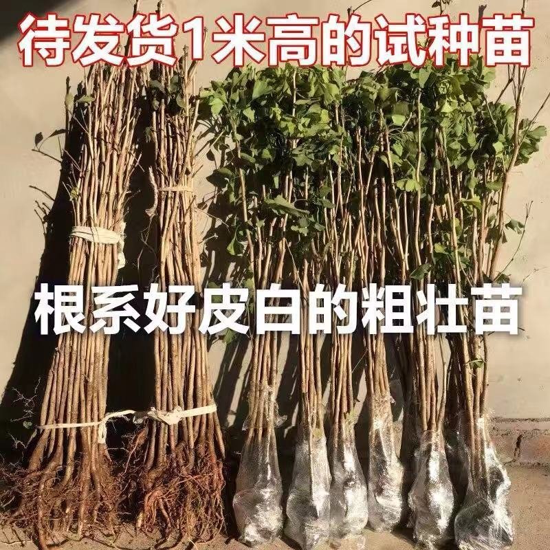 银杏树苗品种规格齐全地栽盆栽占地用绿化苗