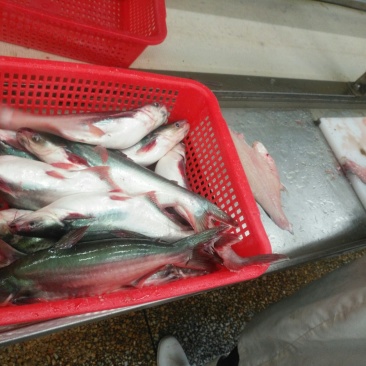 巴沙鱼: