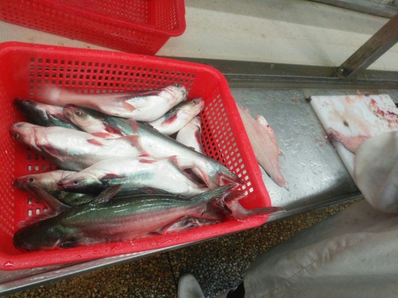 巴沙鱼: