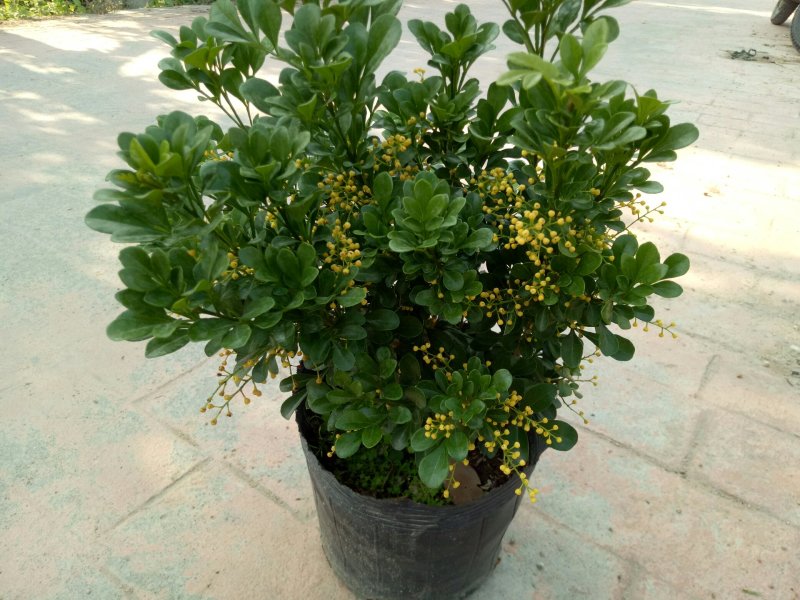 米兰花漳州基地味极香适合市销和绿化的花香**