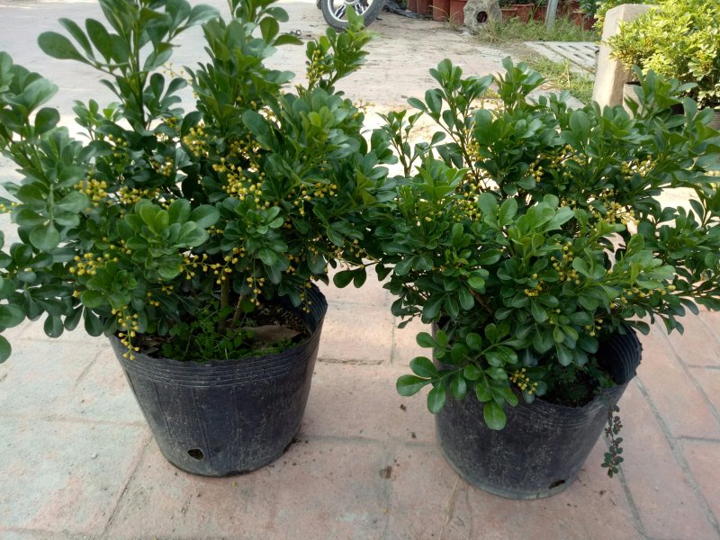 米兰花漳州基地味极香适合市销和绿化的花香**