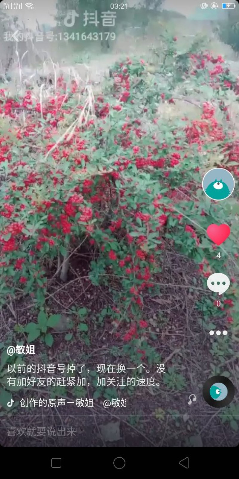 野生火棘果