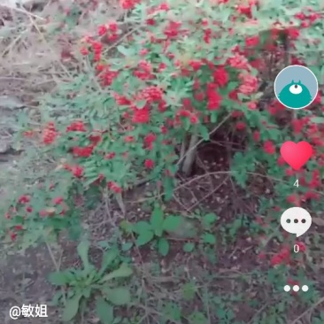 野生火棘果