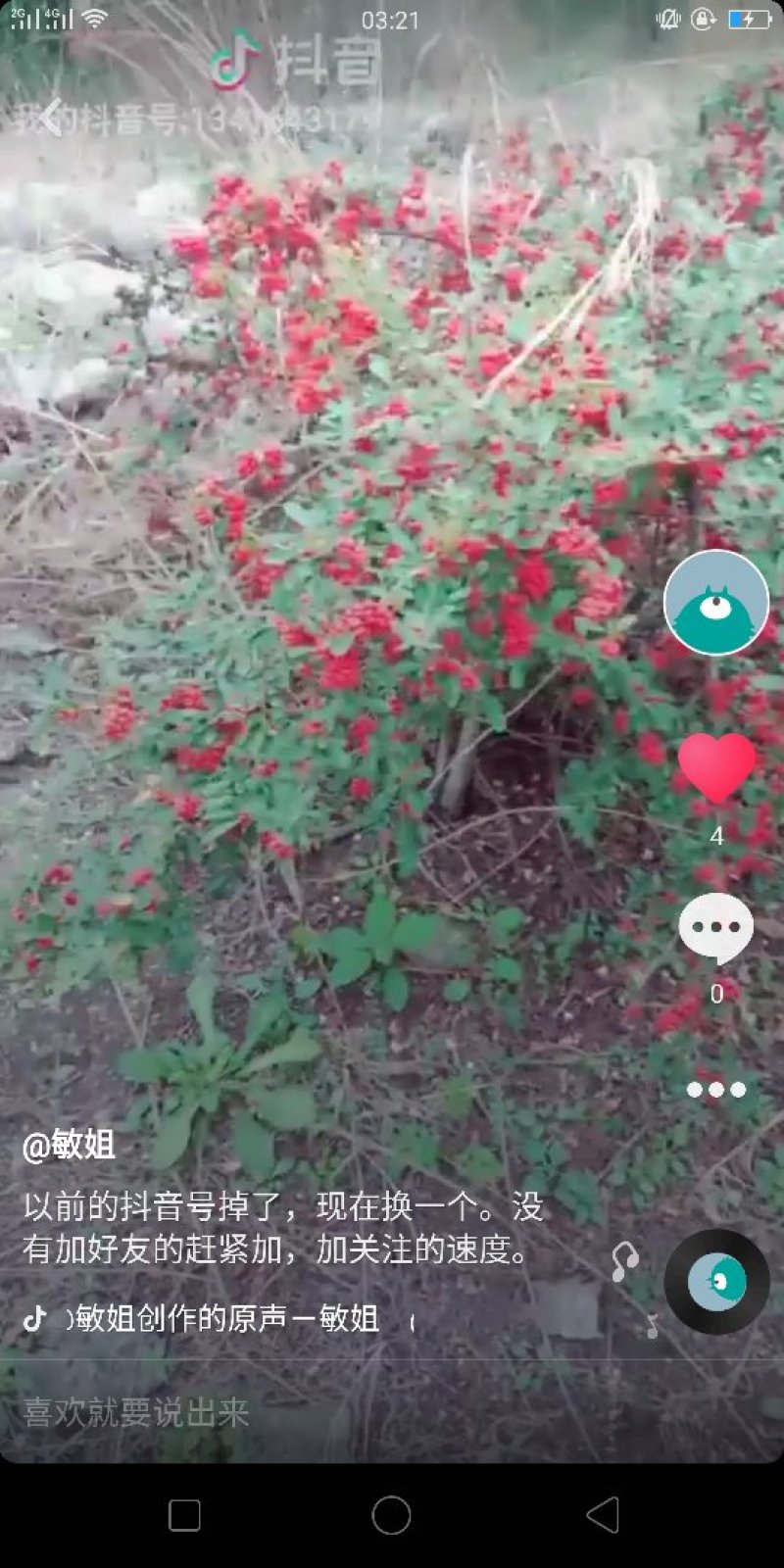 野生火棘果