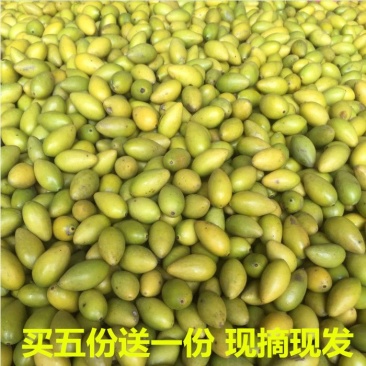 橄榄