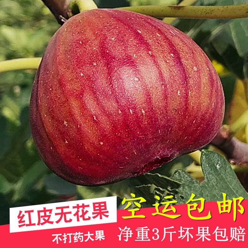 无花果