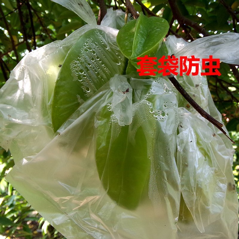 杨桃