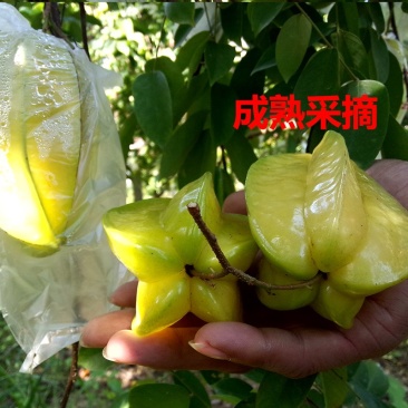杨桃