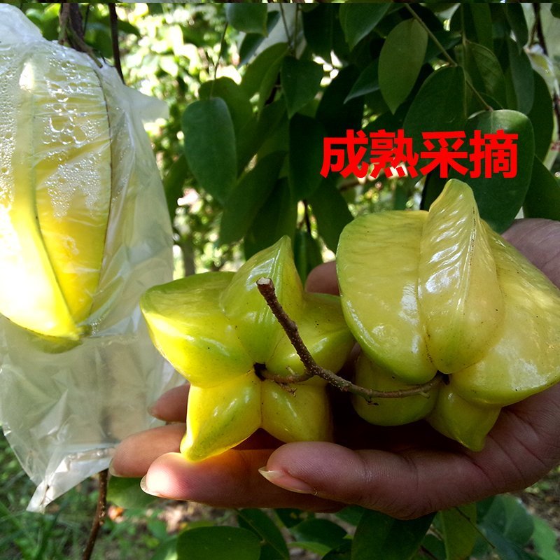 杨桃