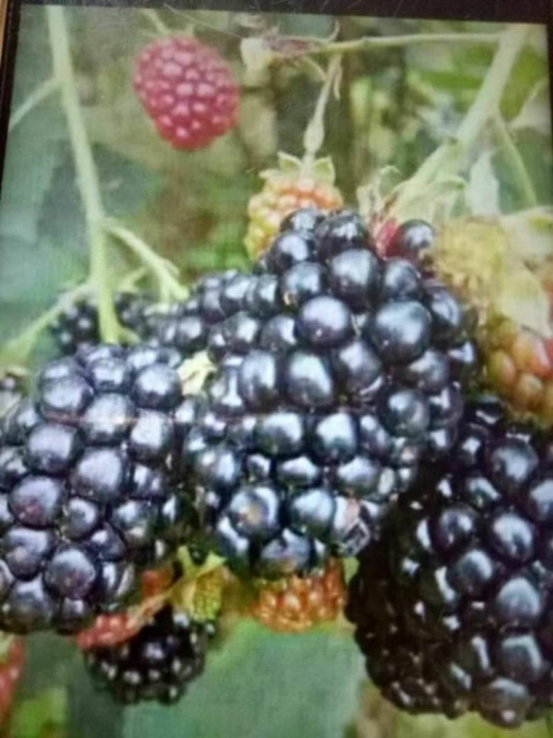树莓苗，黑树莓，红树莓，一年苗，二年苗，大树。产地直销