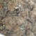 树莓苗，黑树莓，红树莓，一年苗，二年苗，大树。产地直销