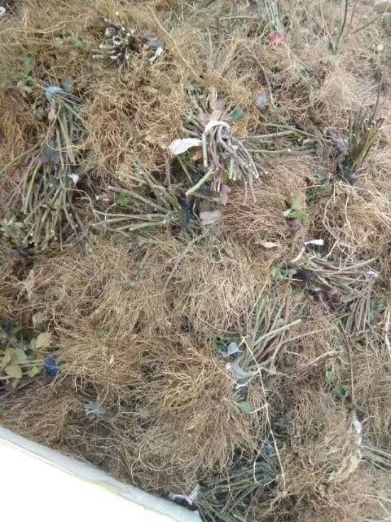 树莓苗，黑树莓，红树莓，一年苗，二年苗，大树。产地直销