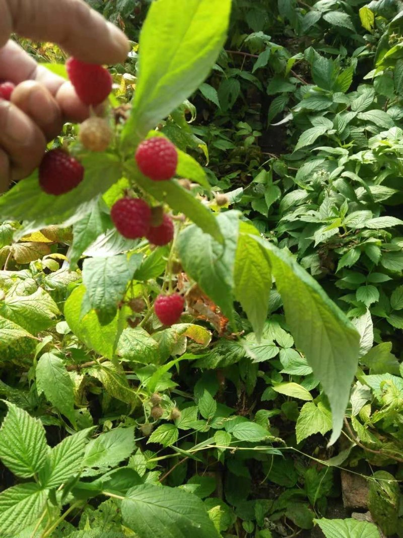 树莓苗，黑树莓，红树莓，一年苗，二年苗，大树。产地直销