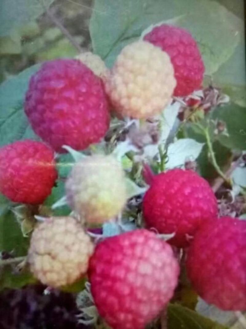 树莓苗，黑树莓，红树莓，一年苗，二年苗，大树。产地直销