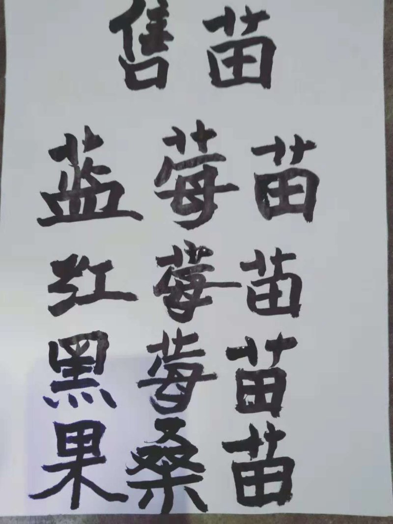 树莓苗，黑树莓，红树莓，一年苗，二年苗，大树。产地直销