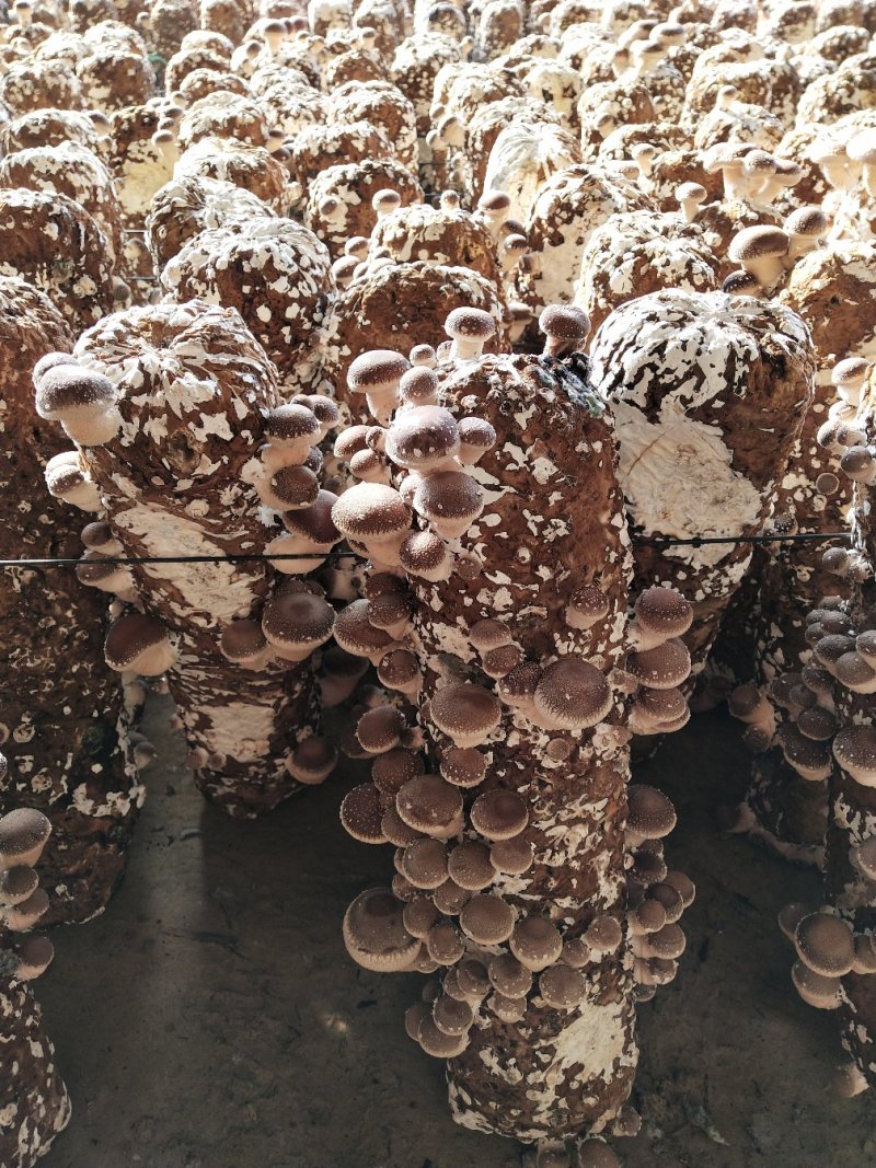 鲜香菇