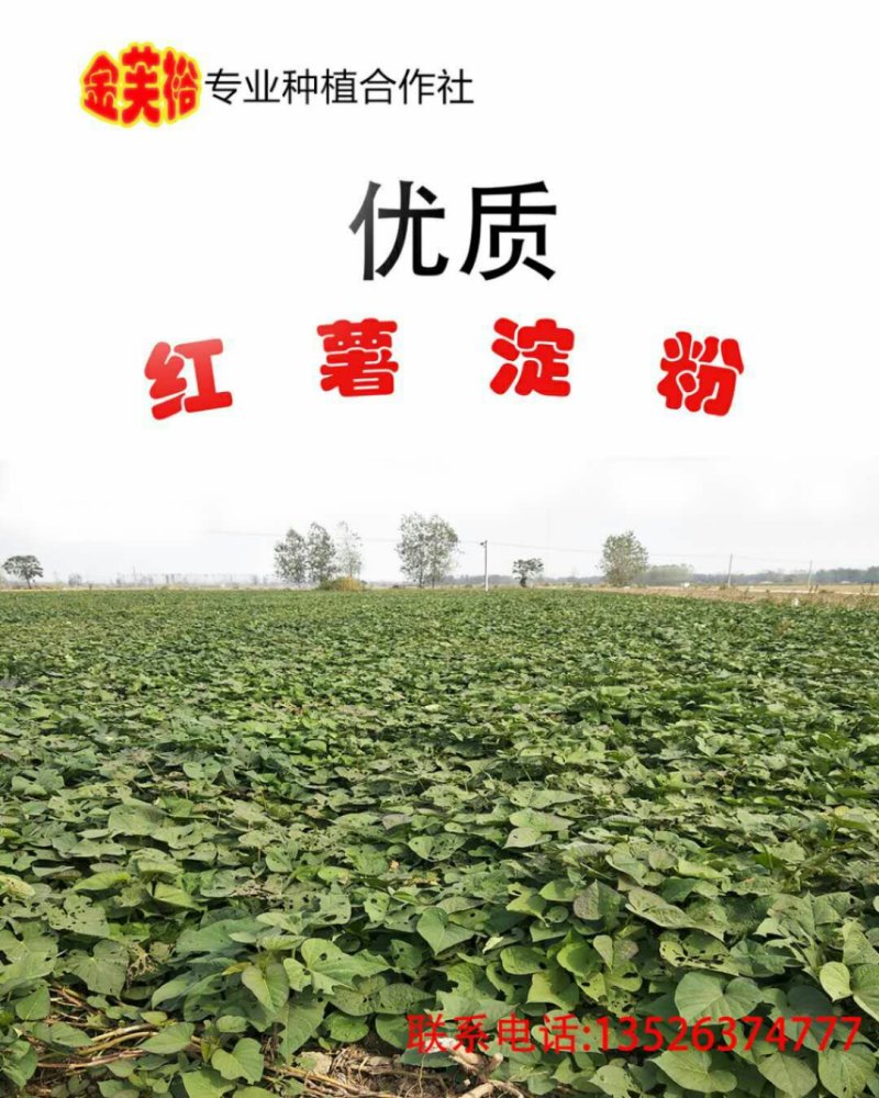 红薯淀粉