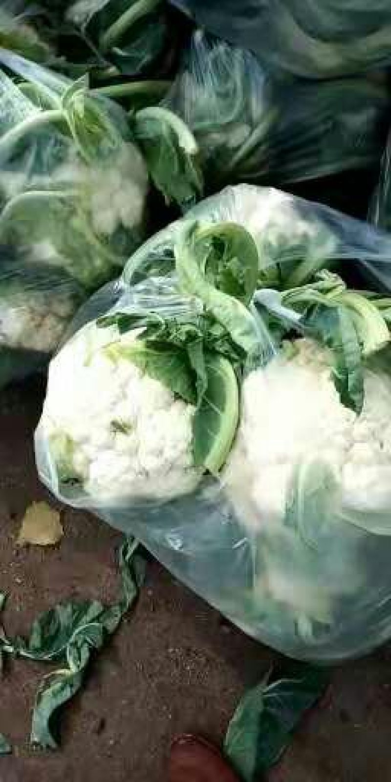 菜花