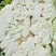 菜花