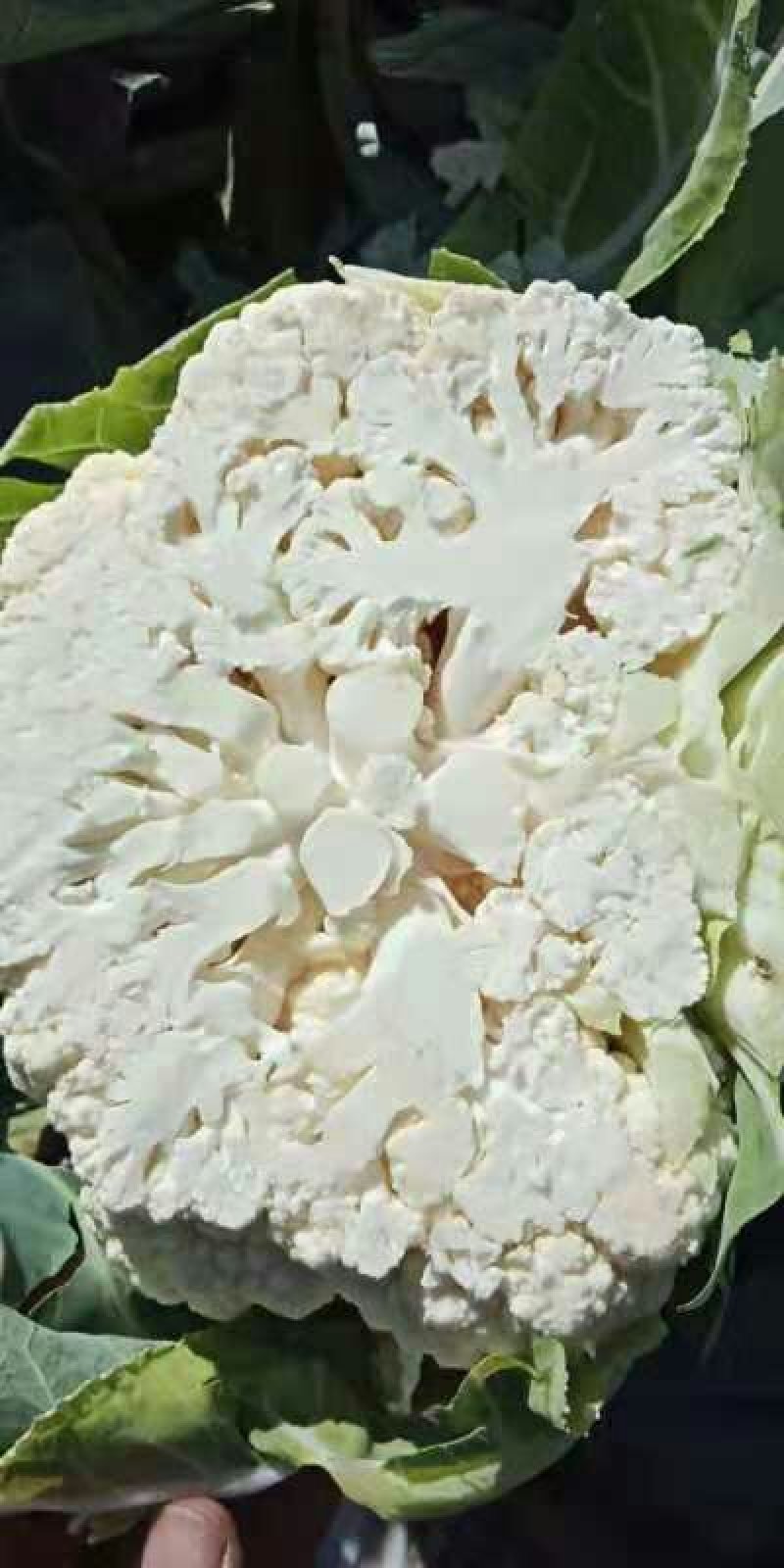 菜花