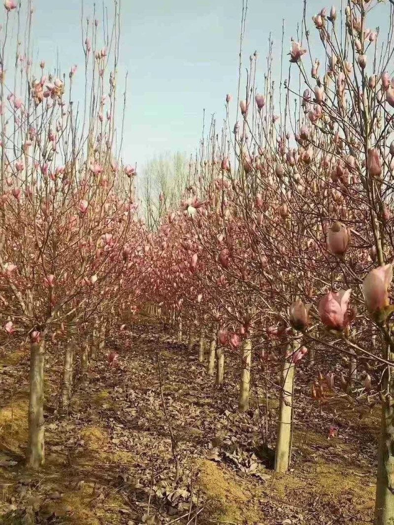 红玉兰，南阳地区供应红白黄紫玉兰15公分