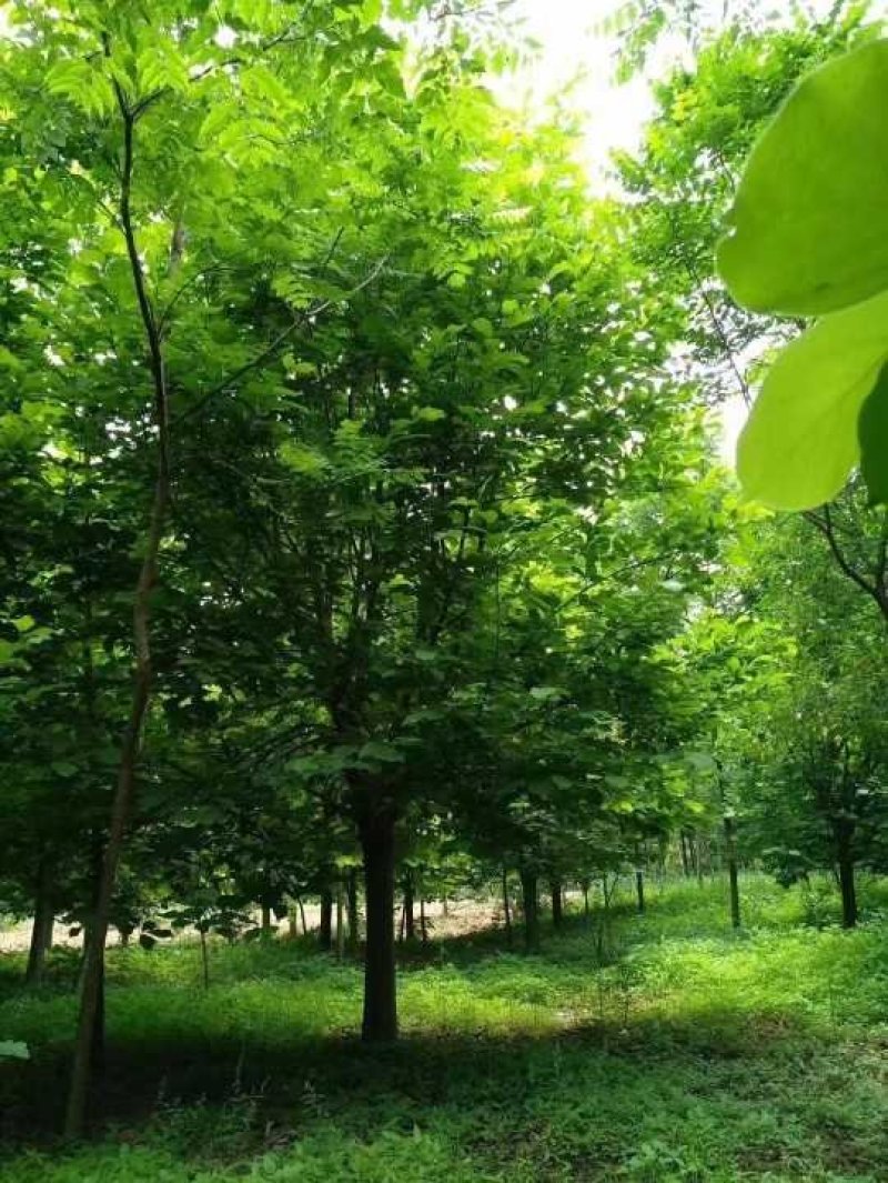 红玉兰，南阳地区供应红白黄紫玉兰15公分