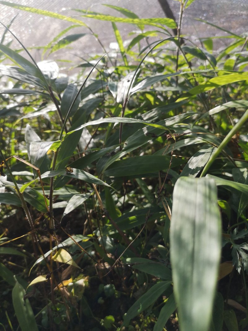 方竹