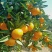 实力代办代发汉中蜜桔，60/80叶果通货，叶果光果高山货