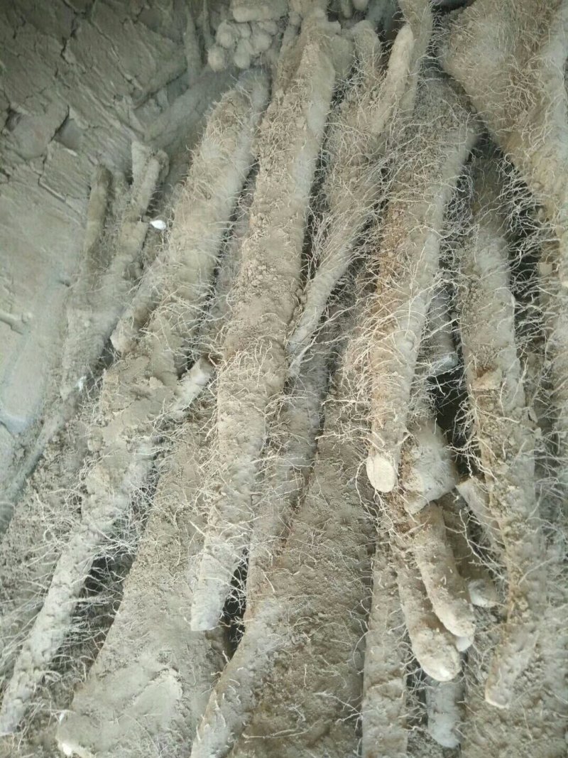 佛手