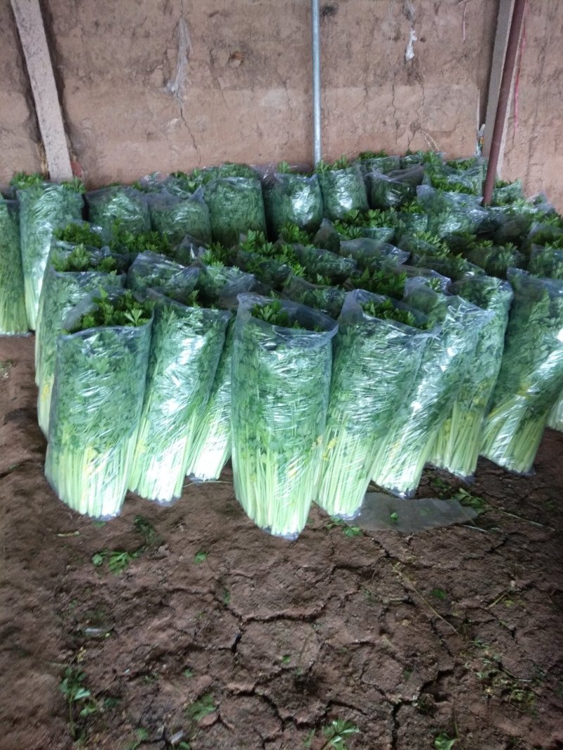 辽宁锦州市精品芹菜大量供应南方市场产地直发
