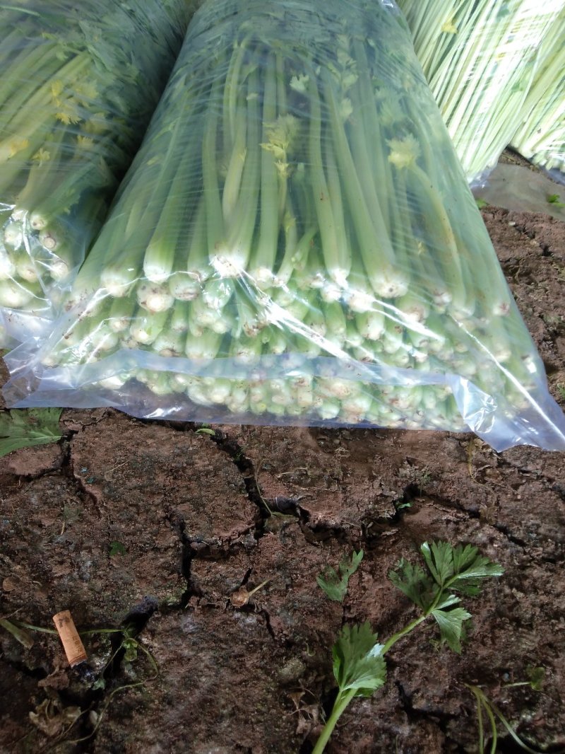 辽宁锦州市精品芹菜大量供应南方市场产地直发
