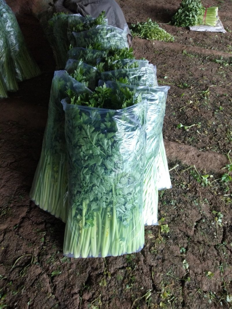 辽宁锦州市精品芹菜大量供应南方市场产地直发
