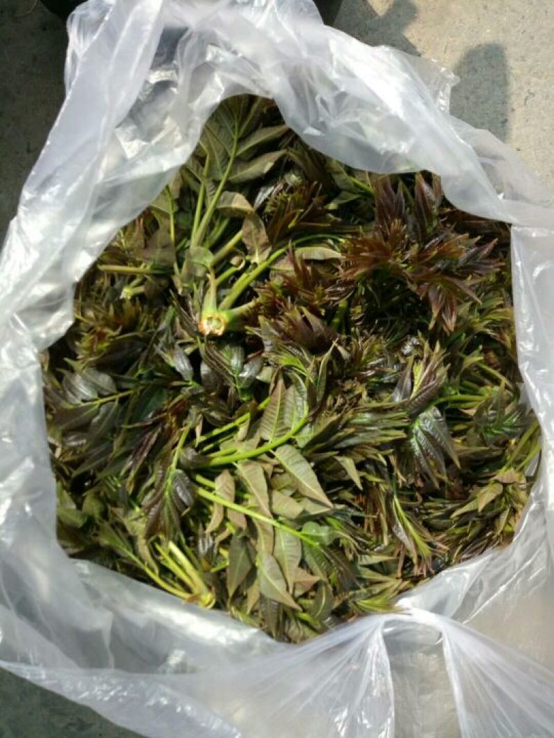 黑油椿芽肥嫩粗壮口感鲜香无渣有机种植香椿芽头