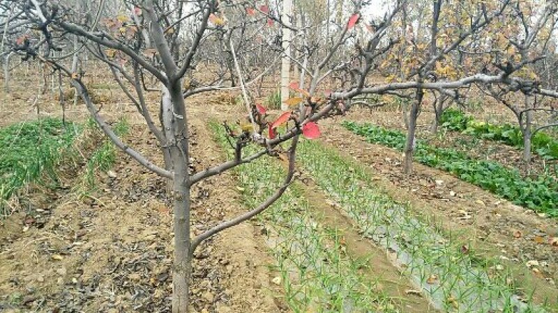 基地20万株早酥红嫁接1-3年苗价格便宜起苗发货快速邮