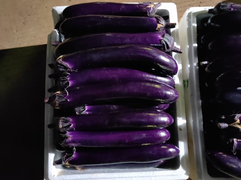 精品漂亮长茄子，有现货精品色彩漂亮长茄子，有现货
